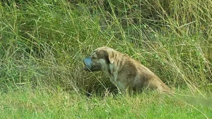 REVOLTĂTOR! L-au legat şi l-au lăsat să moară. REACŢIA câinelui după ce a fost salvat (FOTO)