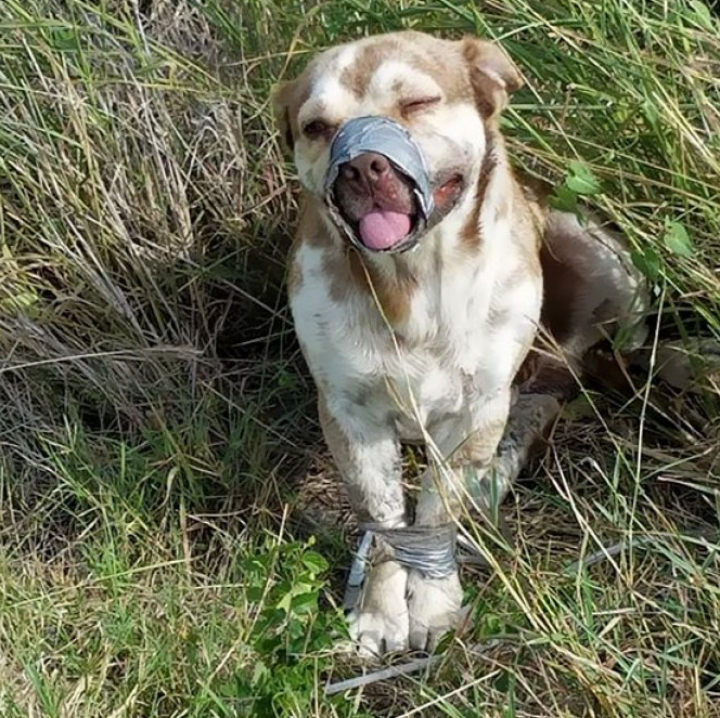 REVOLTĂTOR! L-au legat şi l-au lăsat să moară. REACŢIA câinelui după ce a fost salvat (FOTO)