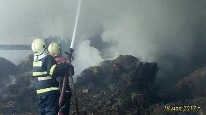 Incendiu la o fermă din Teleneşti. Peste 250 de vite au fost salvate din flăcări (FOTO)