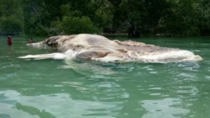 Creatură imensă, pe malul unui țărm din Indonezia. Oamenii de știință nu reuşesc şă-şi dea seama ce este