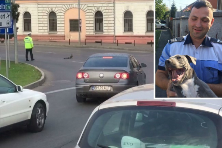 Un polițist a oprit traficul pentru o "coloană oficială" formată din RAŢE (FOTO/VIDEO)