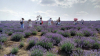 Lavanda, o minunație a naturii, un parfum autentic, o atracție turistică