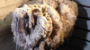 Un bărbat din Australia a tuns de pe o oaie 38 de kilograme de lână