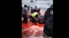 Sute de balene, omorâte într-un ritual cunoscut sub numele de "Mărunţirea"