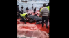 MARE DE SÂNGE! Sute de balene, OMORÂTE. La această grozăvie au asistat localnicii şi copiii (VIDEO ŞOCANT) 
