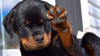 Cum reacționează un Rottweiler când este rugat să fie rău (VIDEO)