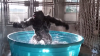 Internetul are o nouă vedetă! O gorilă care dansează a cucerit sute de mii de oameni (VIDEO)