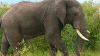 ALARMANT: Peste 20 de elefanți, UCIŞI în Myanma. Traficanții le vând organele în China