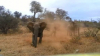 NO COMMENT! O turmă de elefanți adoptă un pui orfan, abia salvat (VIDEO VIRAL)
