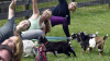 Femeile din SUA fac yoga printre capre, animăluțele zburdă pe lângă participante