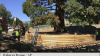 SUA: Un arbore impresionant de sequoia a fost mutat după 100 de ani