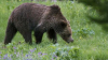 Urșii grizzly din Parcul Național Yellowstone nu vor mai beneficia de măsurile de protecție a animalelor protejate