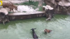 Scene șocante la o grădină zoologică. Un măgar viu a fost aruncat la tigri (VIDEO)