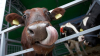 O vacă din Bulgaria ar putea fi sacrificată pentru că a traversat ilegal granița Uniunii Europene