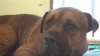 Povestea lui a impresionat milioane de oameni. Cum plânge un câine abandonat de stăpâni (VIDEO)
