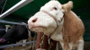 EXEMPLU DEMN DE URMAT. Un fermier din raionul Ialoveni a reuşit să deschidă o fermă de vaci modernă