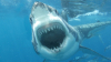 Un rechin alb a intrat în cușca metalică a unui scafandru! IMAGINI DE GROAZĂ (VIDEO)