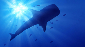 Animale cele mai mari și cele mai mici prezintă riscuri sporite de dispariție