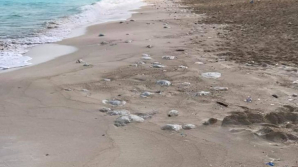 Invazie de meduze în Egipt. Turiștii și localnicii sunt speriați (FOTO)