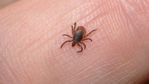 Sfaturi utile și recomandările ANSP! Cum ne putem apăra de mușcătura de căpușă