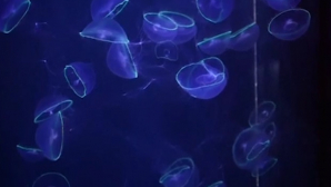 Peste 60 de specii de meduze într-un muzeu din Japonia