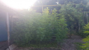 Traficanți de droguri, retinuți de PCCOCS. Două persoane riscă ani grei de închisoare