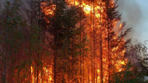 Incendii de vegetație în statul Arizona. Flăcările au cuprins deja peste 8300 de hectare și amenință câteva localități