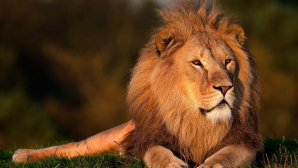 AMENDĂ USTURĂTOARE pentru un bărbat care și-a plimbat leul cu mașina prin oraș (VIDEO)