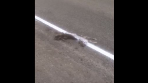 A pierit o mâţă pe drum şi au vopsit-o în alb! Un nou "ritual" pe drumurile Rusiei (VIDEO)