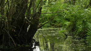 Descoperire FABULOASĂ într-o mlaştină: Datează de peste 600 de ani (FOTO)