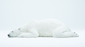 Este INCREDIBIL! Toţi credeau că acest urs doarme liniştit. Când s-au apropiat de animal au rămas ŞOCAŢI (VIDEO)