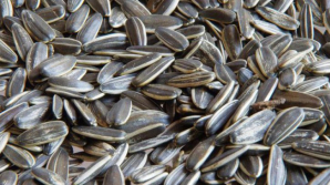 Beneficiile incredebile ale semințelor de floarea soarelui. Care este doza recomandată de specialiști