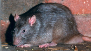 IMAGINI SUMBRE! Zeci de şobolani au invadat o stradă din centrul Chişinăului (VIDEO)