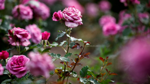 METEO 7 iunie 2017: Câte grade vom avea în termometre