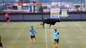 O vacă şi un câine au întrerupt meciul dintre Botev Plovdiv şi AEL Limassol