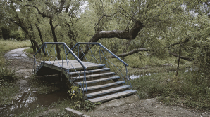 Angajaţii de la Spaţii Verzi au început lupta împotriva insectelor parazite din parcurile Capitalei