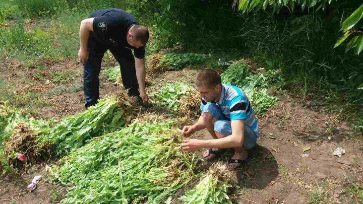 Operațiunea Mac-2017: Mii de plante de mac, depistate de polițiști în gospodăria unui bărbat (FOTO)