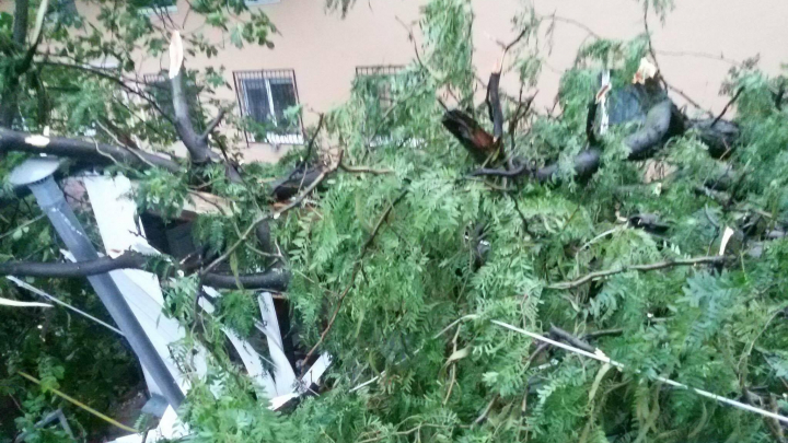 Info Trafic: Mai multe străzi din Capitală BLOCATE în urma căderii arborilor (FOTO)