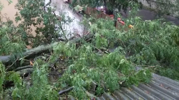 Info Trafic: Mai multe străzi din Capitală BLOCATE în urma căderii arborilor (FOTO)