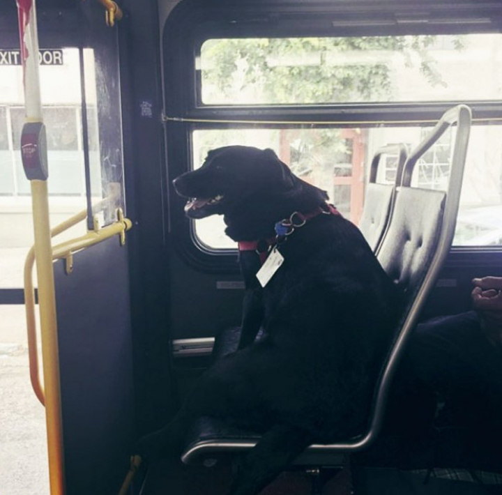 Povestea IMPRESIONANTĂ a câinelui care merge singur cu autobuzul până în parc (FOTO)