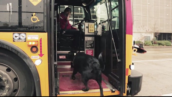 Povestea IMPRESIONANTĂ a câinelui care merge singur cu autobuzul până în parc (FOTO)