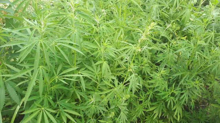 O parcelă de cânepă a fost descoperită în apropierea satului Vasilcău