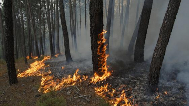 INCENDIU CATASTROFAL din Portugalia: Un avion care a intervenit pentru a stinge focul s-a prăbușit