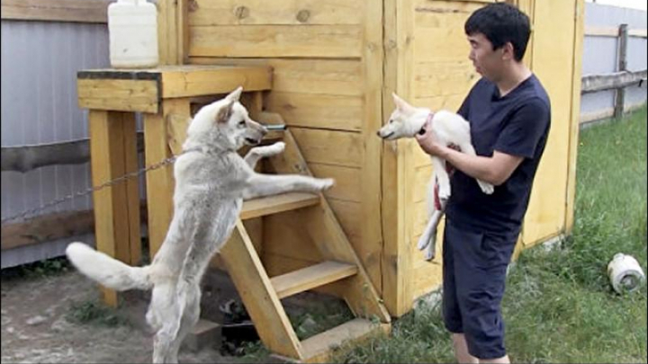 Prima întâlnire dintre un câine clonat şi mama lui (VIDEO)