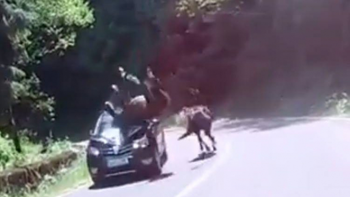 IMAGINI ȘOCANTE. Un autoturism a lovit un cal. Ce s-a întâmplat cu animalul, este de neașteptat (VIDEO)