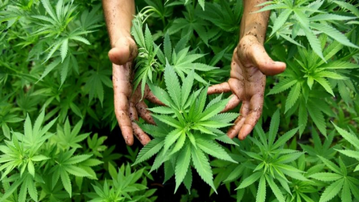 Marijuana, legală în Polonia. Se va întrebuința în scopuri medicale