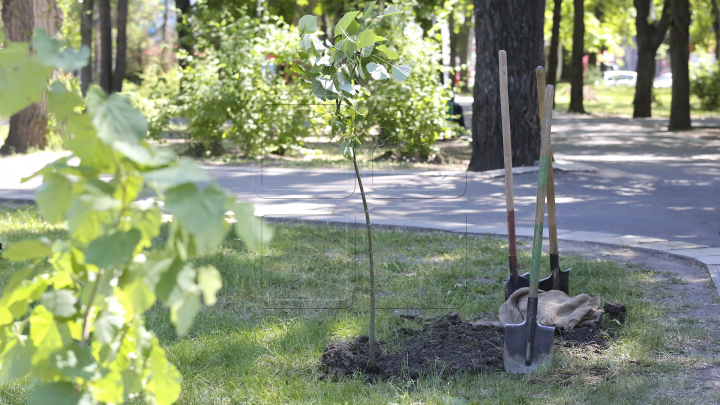 Eveniment turistic de amploare la Chişinău: Oficialii de peste hotare au sădit copaci în Parcul Catedralei (FOTO)