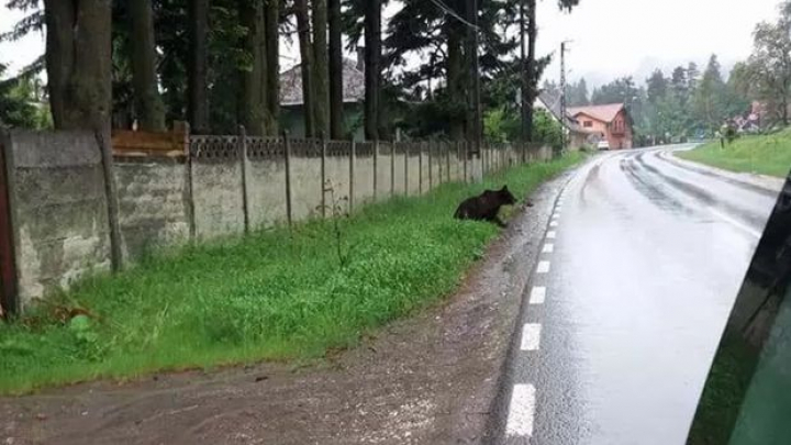 Invazie de urși pe străzile unui oraș din România. Animalele se tem doar de girofarul mașinilor de poliție