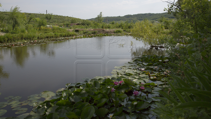 Colțisor de rai. Un tânăr din Bardar s-a întors din Statele Unite și a creat o plantație de nuferi (GALERIE FOTO)