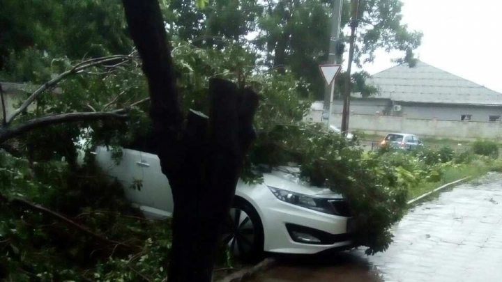 Info Trafic: Mai multe străzi din Capitală BLOCATE în urma căderii arborilor (FOTO)